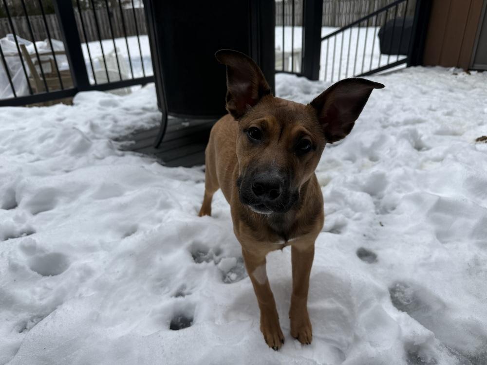 Lotto, a Adoptable mixed breed in Irwin, PA image 4/6