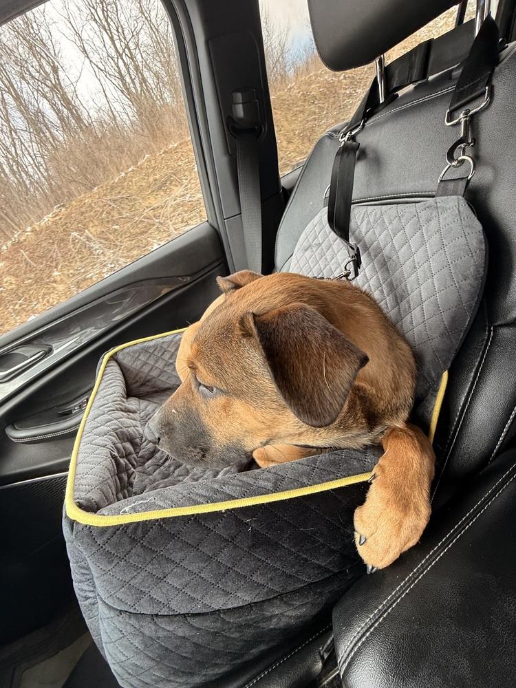 Enlarge Lotto, a Adoptable mixed breed in Irwin, PA image 5/6