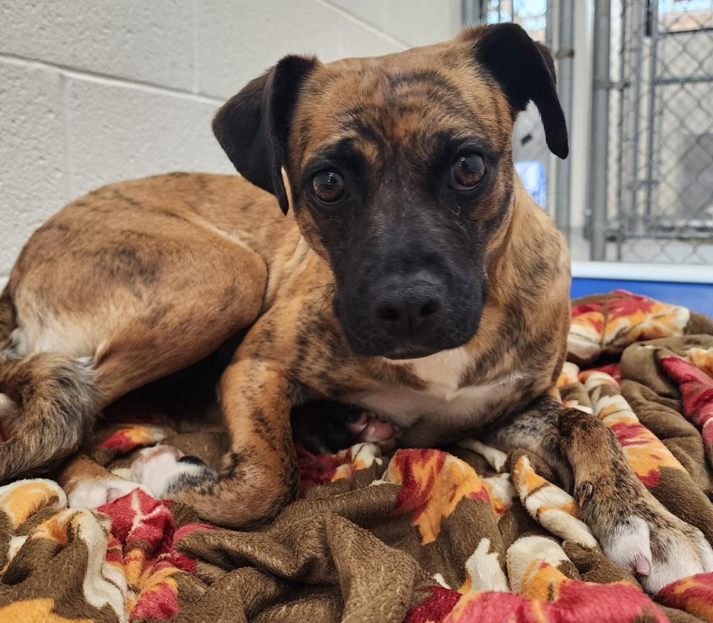 Enlarge Olivia / AC 26547 C, a Adoptable mixed breed in Greeneville, TN image 1/1