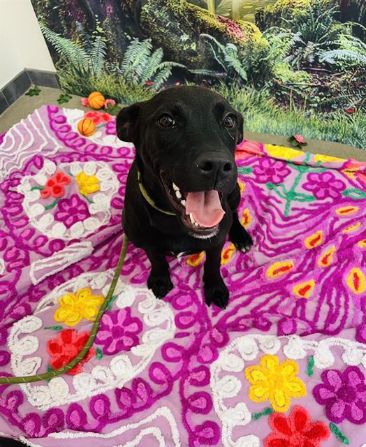 Enlarge MOONBEAM, a Adoptable mixed breed in Globe, AZ image 1/1