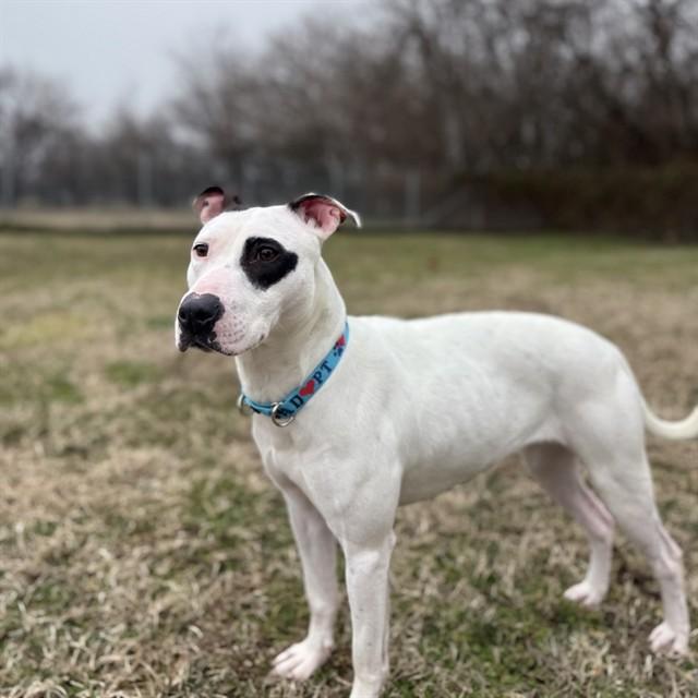 FRECKLES, Adoptable, Young Female Pit Bull Terrier & Mixed Breed.