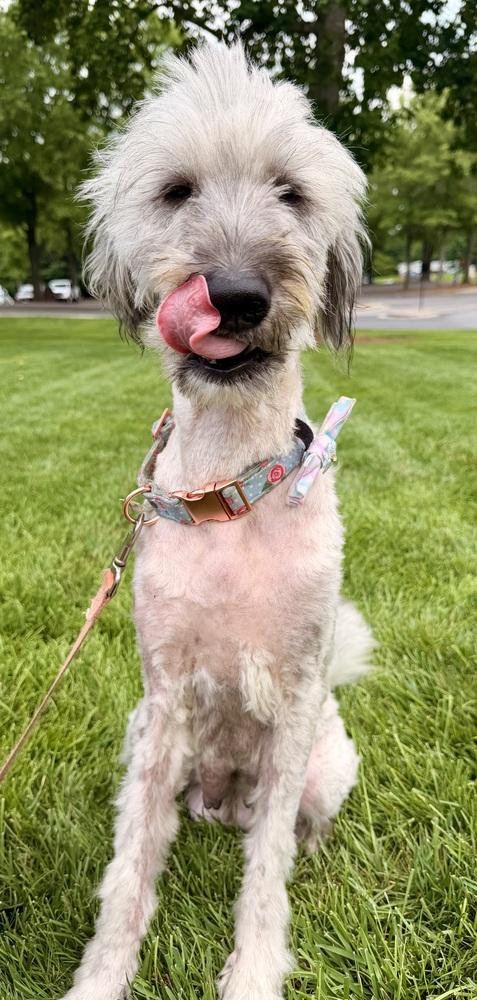 Liberty, Adoptable, Adult Female Goldendoodle.