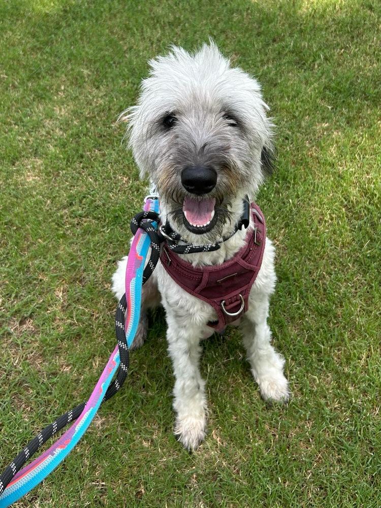 Enlarge Liberty, a Adoptable Goldendoodle in Marietta, GA image 2/6