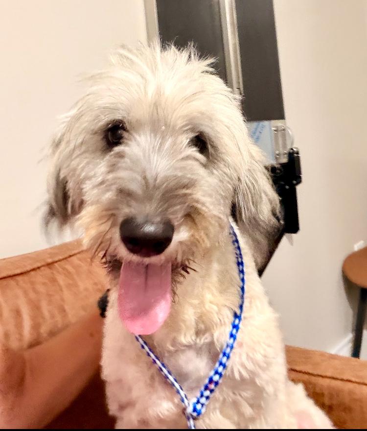 Enlarge Liberty, a Adoptable Goldendoodle in Marietta, GA image 3/6