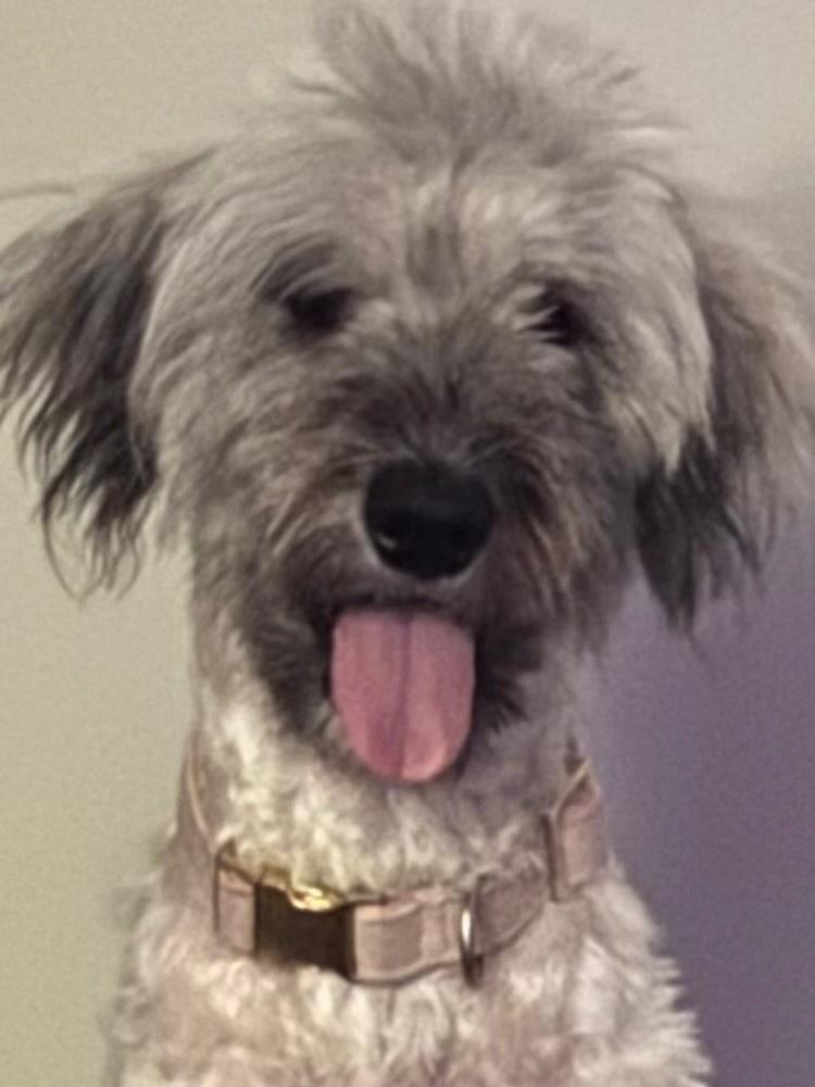 Enlarge Liberty, a Adoptable Goldendoodle in Marietta, GA image 4/6