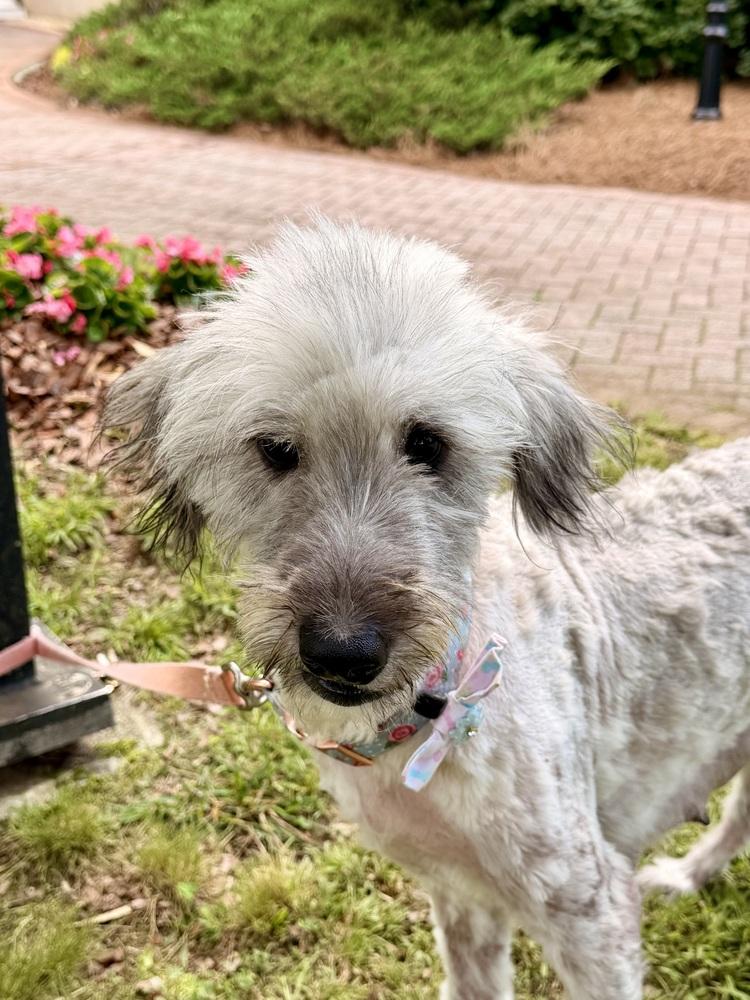 Enlarge Liberty, a Adoptable Goldendoodle in Marietta, GA image 5/6