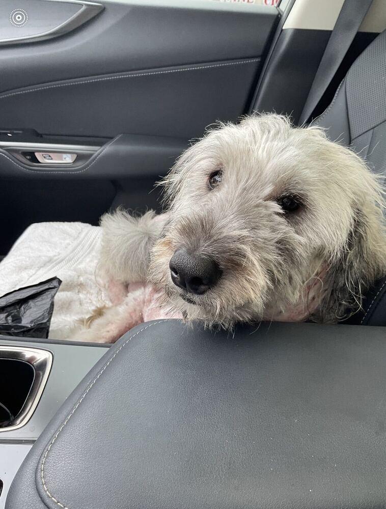 Enlarge Liberty, a Adoptable Goldendoodle in Marietta, GA image 6/6