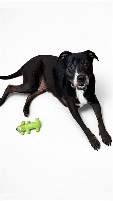 TANK, Adoptable, Adult Male Labrador Retriever & Pit Bull Terrier.
