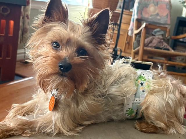 Enlarge Blue, a ADOPTABLE Yorkshire Terrier in Williamsburg, VA image 5/6