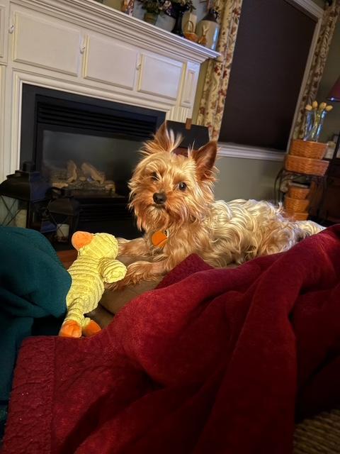 Enlarge Blue, a ADOPTABLE Yorkshire Terrier in Williamsburg, VA image 4/6