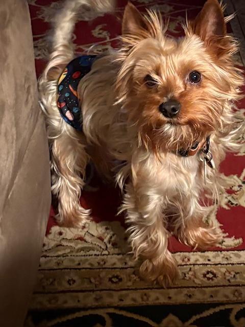 Enlarge Blue, a ADOPTABLE Yorkshire Terrier in Williamsburg, VA image 3/6