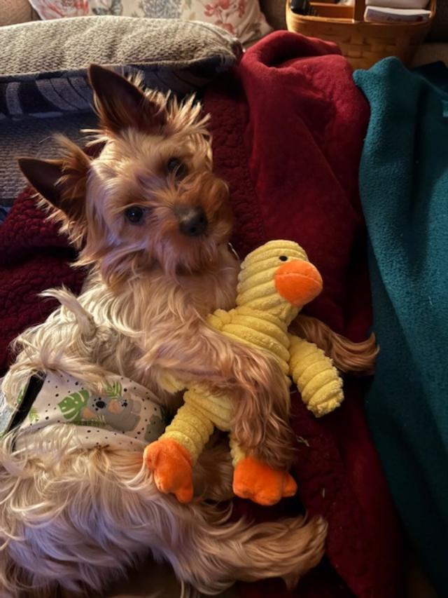Enlarge Blue, a ADOPTABLE Yorkshire Terrier in Williamsburg, VA image 1/6