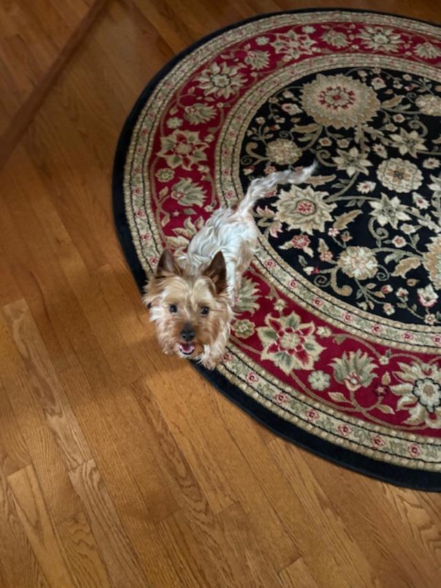 Enlarge Blue, a ADOPTABLE Yorkshire Terrier in Williamsburg, VA image 6/6