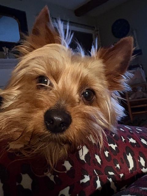 Enlarge Blue, a ADOPTABLE Yorkshire Terrier in Williamsburg, VA image 2/6