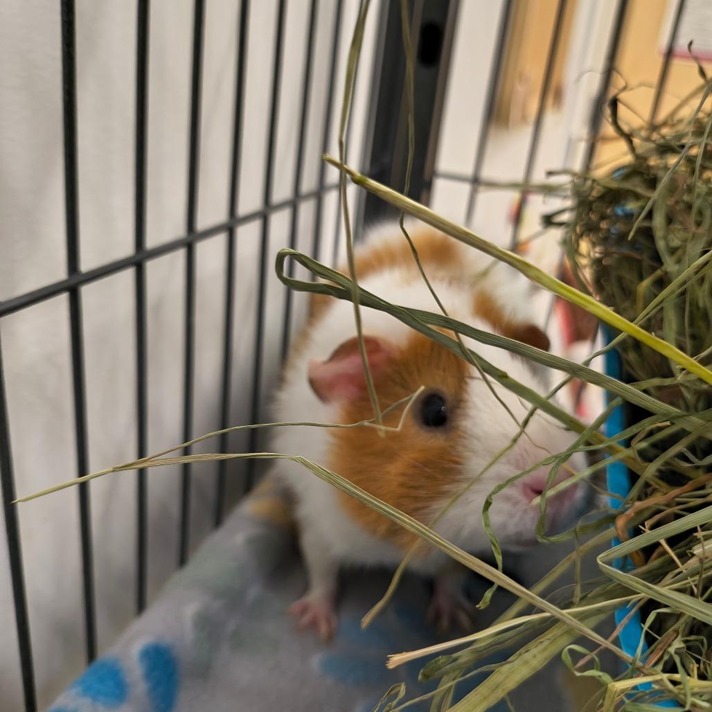 Nellie, Adoptable, Young Female Guinea Pig.