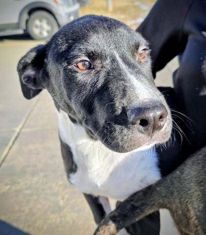 Dancer, Adoptable, Young Male Labrador Retriever & Mixed Breed.