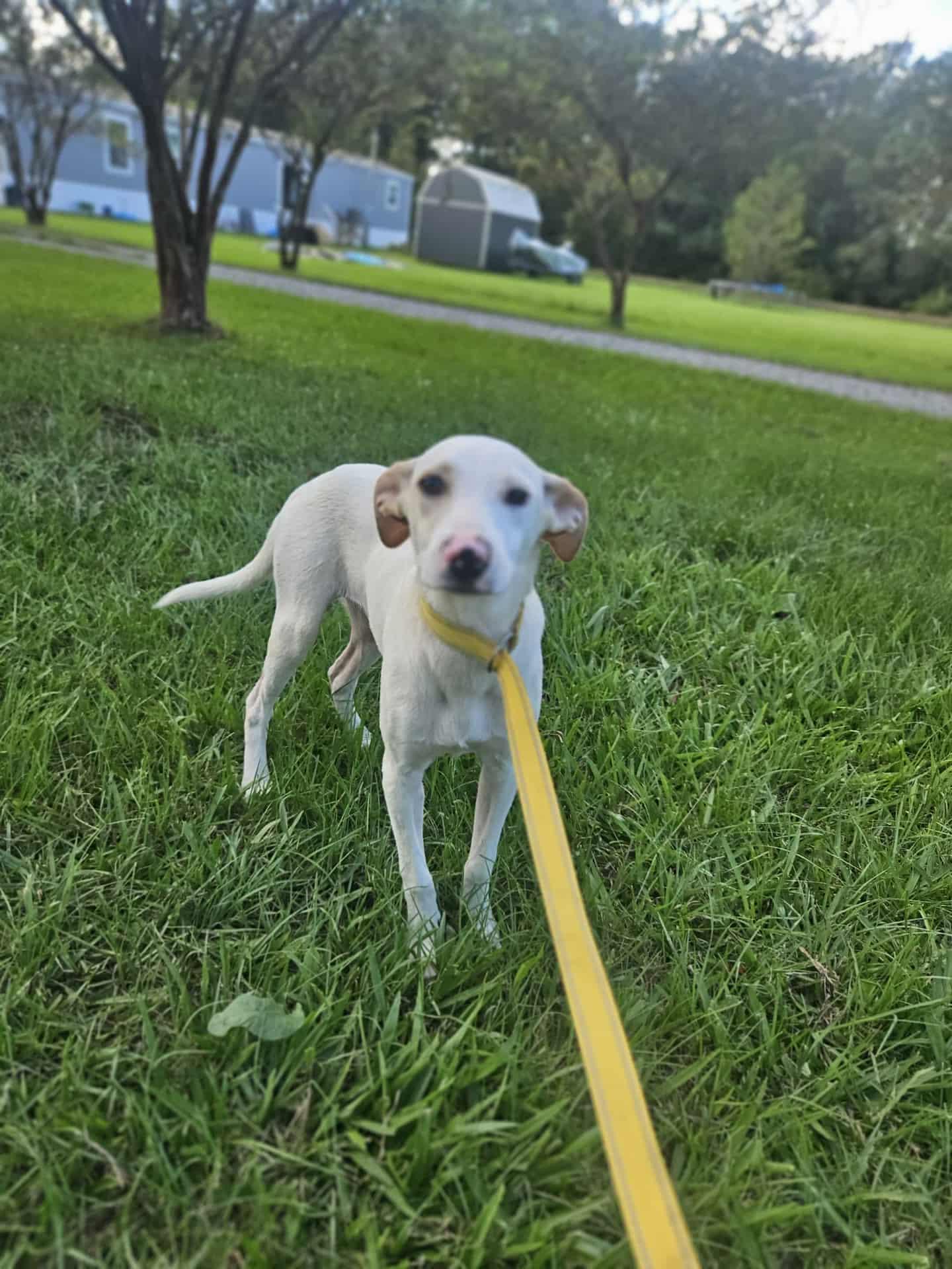 Enlarge Rhett, a Adoptable mixed breed in Wakefield, RI image 1/3