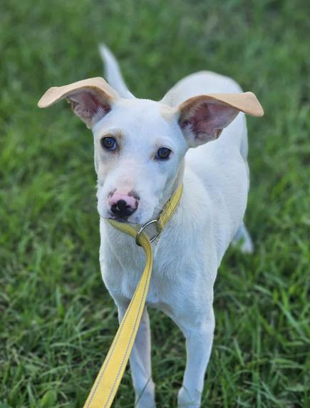 Enlarge Rhett, a Adoptable mixed breed in Wakefield, RI image 2/3