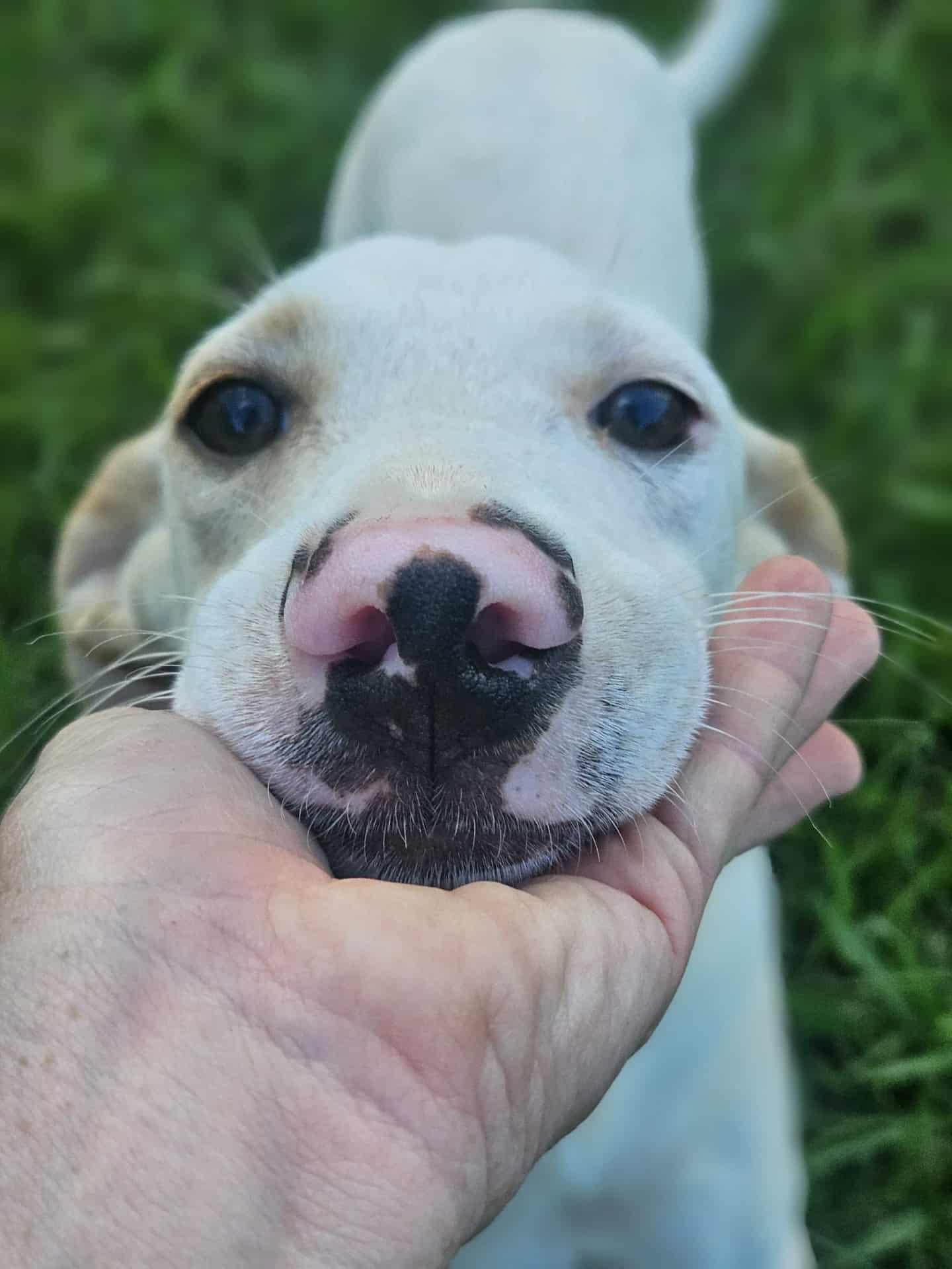 Enlarge Rhett, a Adoptable mixed breed in Wakefield, RI image 3/3