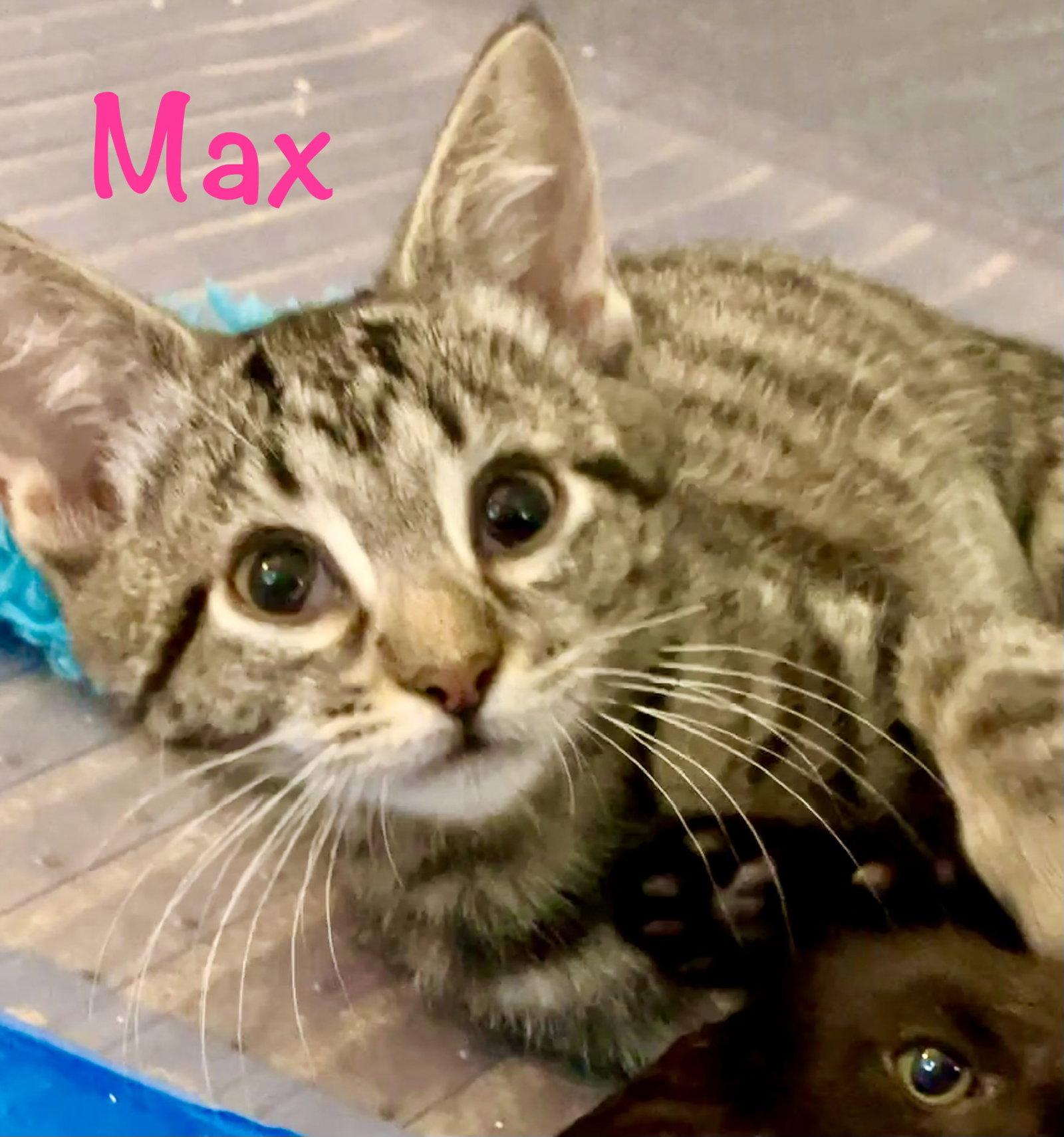 Max, a Adoptable Domestic Short Hair in Reston, VA image 1/3
