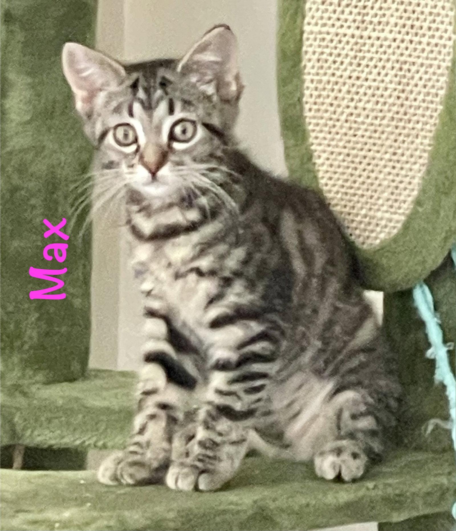 Max, a Adoptable Domestic Short Hair in Reston, VA image 2/3