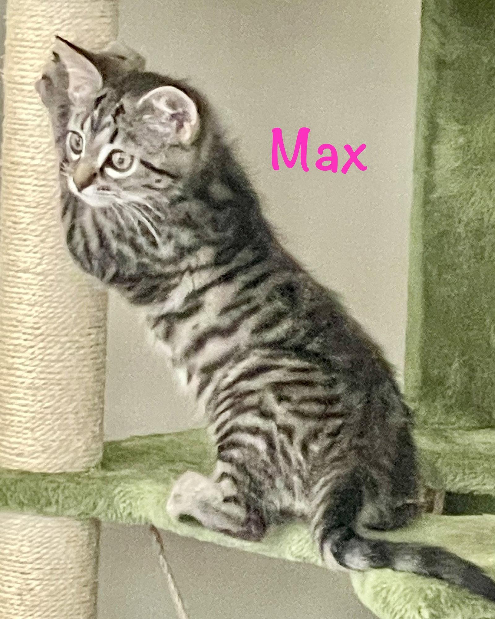 Max, a Adoptable Domestic Short Hair in Reston, VA image 3/3