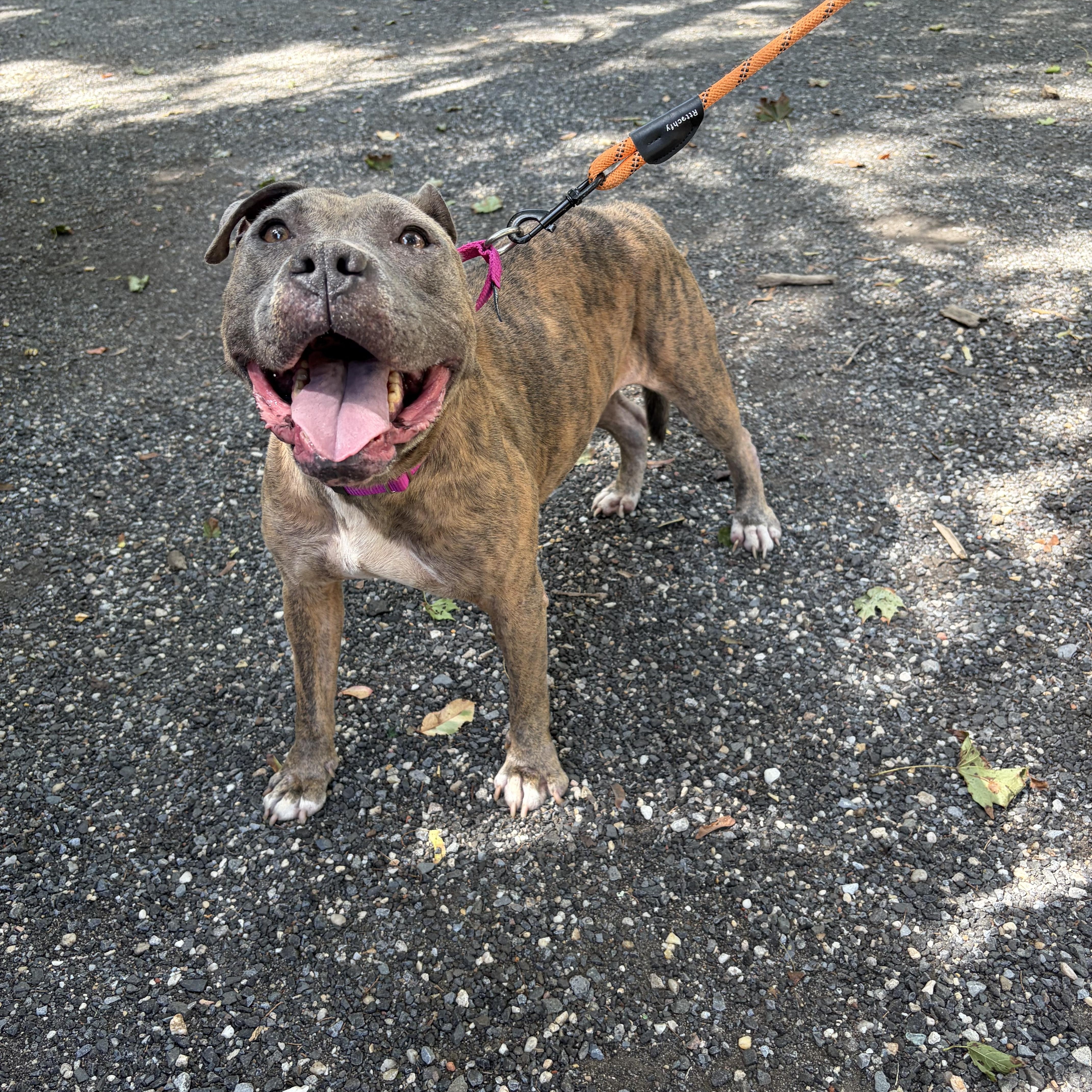 Enlarge Hazel, a Adoptable Staffordshire Bull Terrier in AQUEBOGUE, NY image 2/3