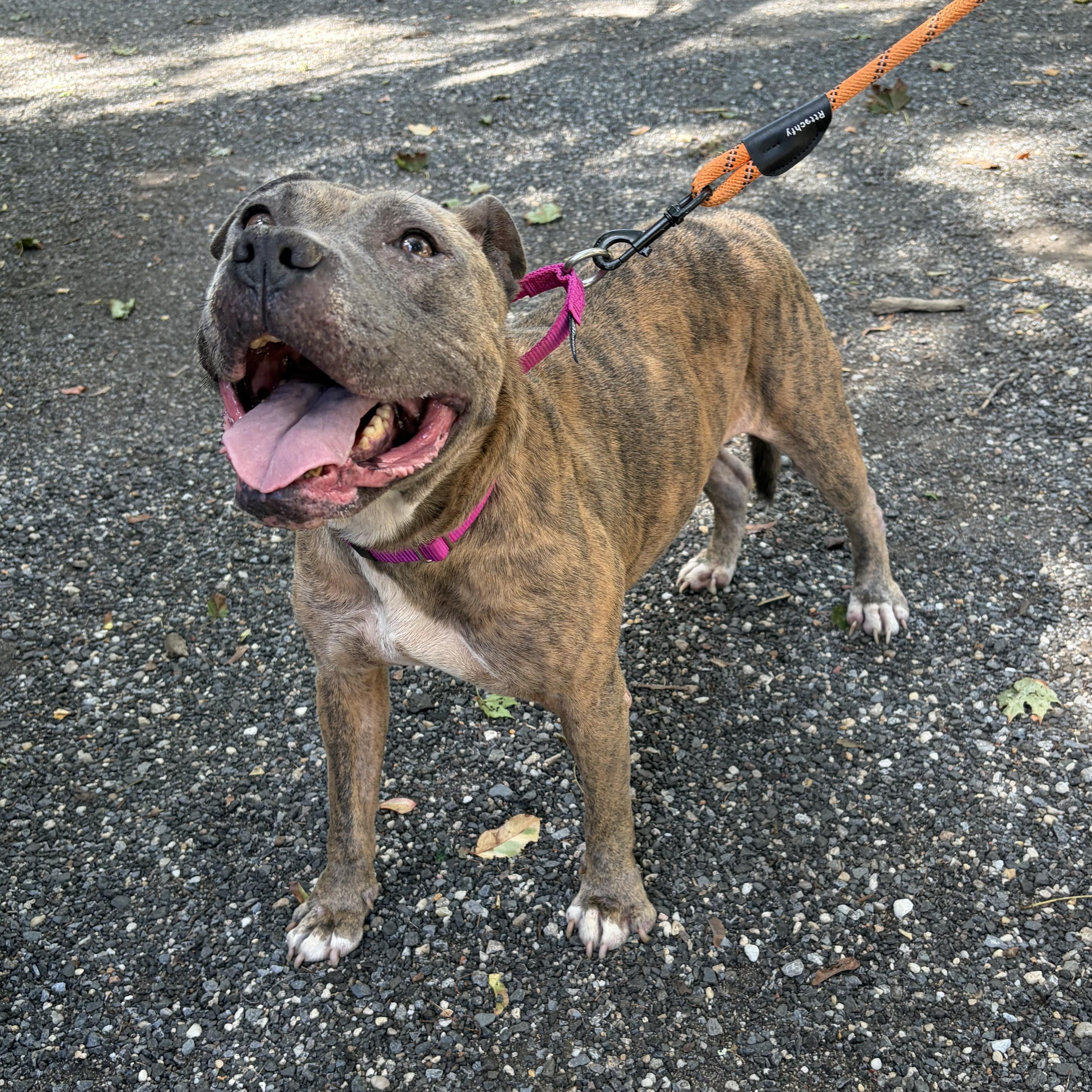 Enlarge Hazel, a Adoptable Staffordshire Bull Terrier in AQUEBOGUE, NY image 3/3