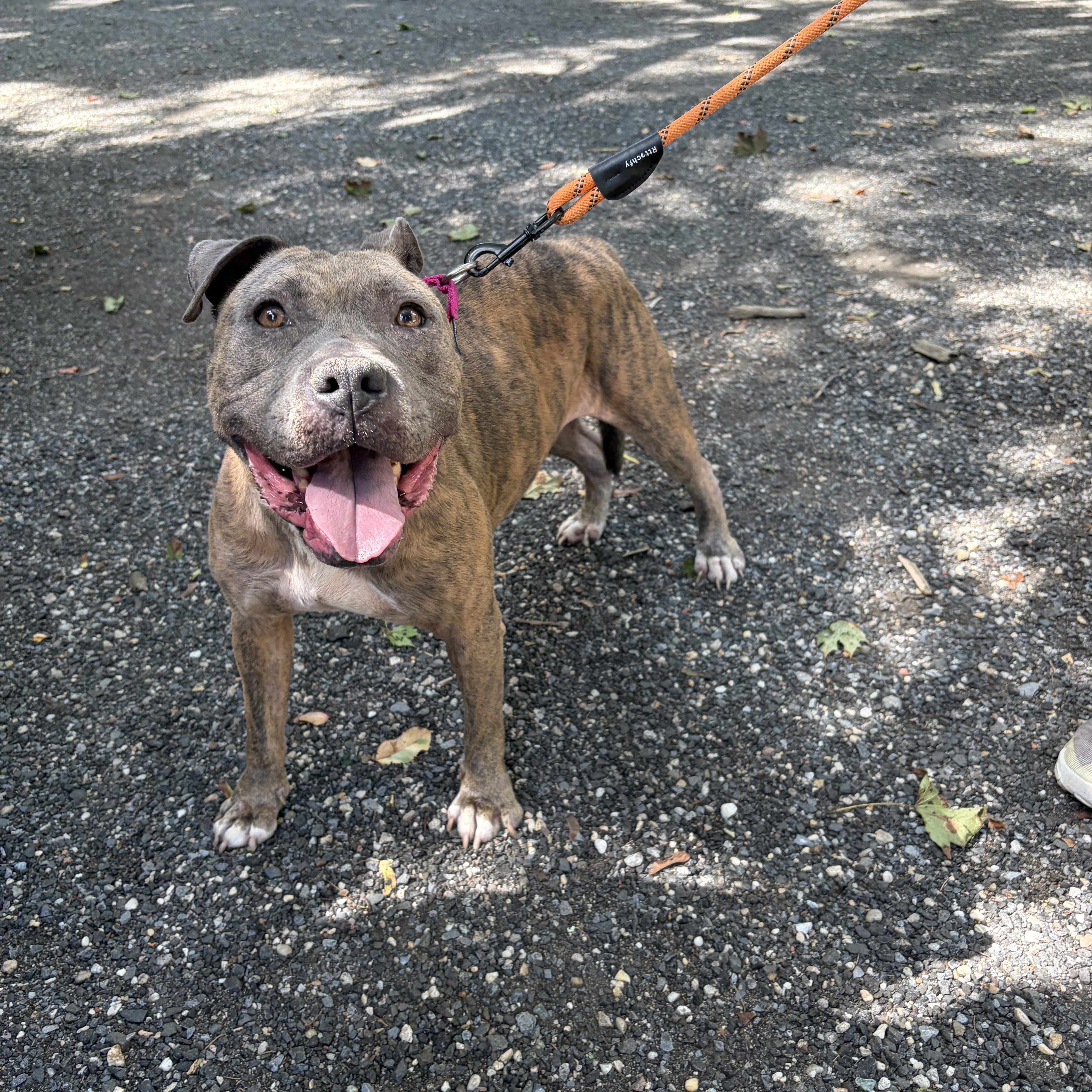 Hazel, Adoptable, Adult Female Staffordshire Bull Terrier.