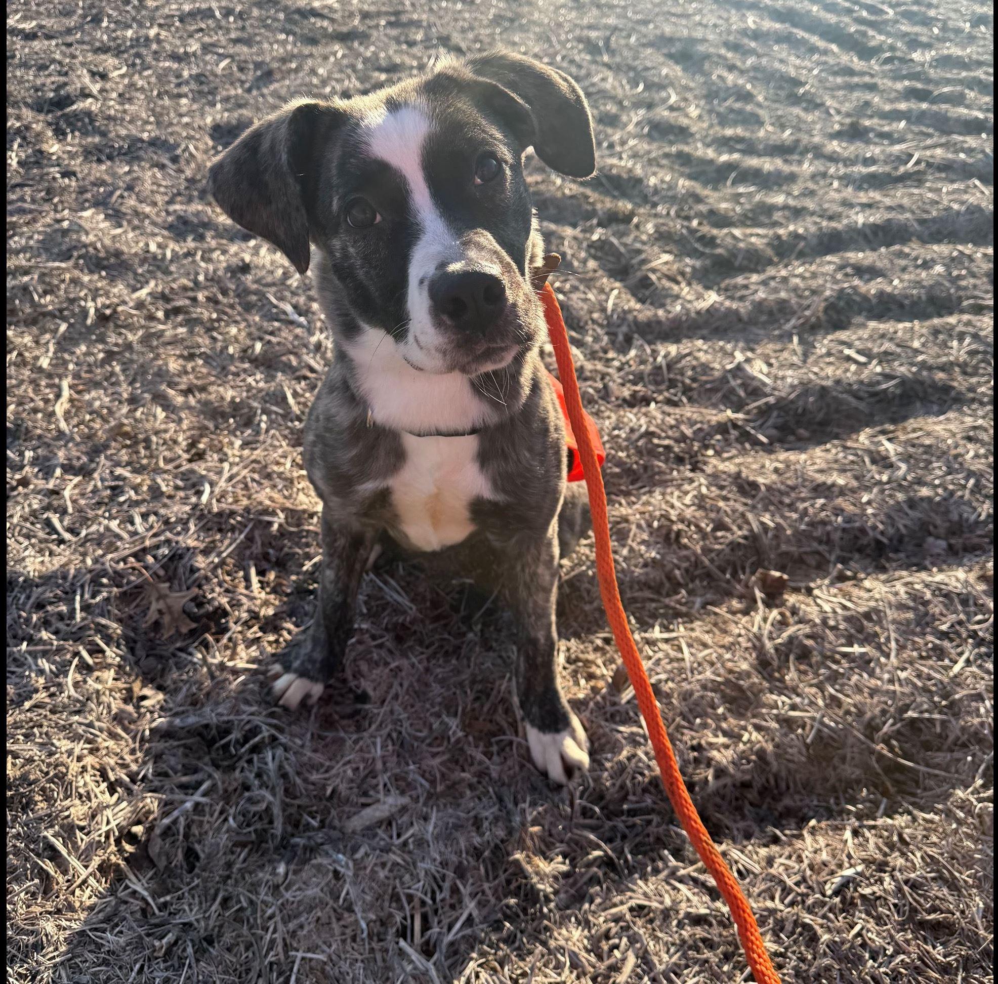 Enlarge Zebra Cake, a ADOPTABLE mixed breed in Iowa City, IA image 1/2