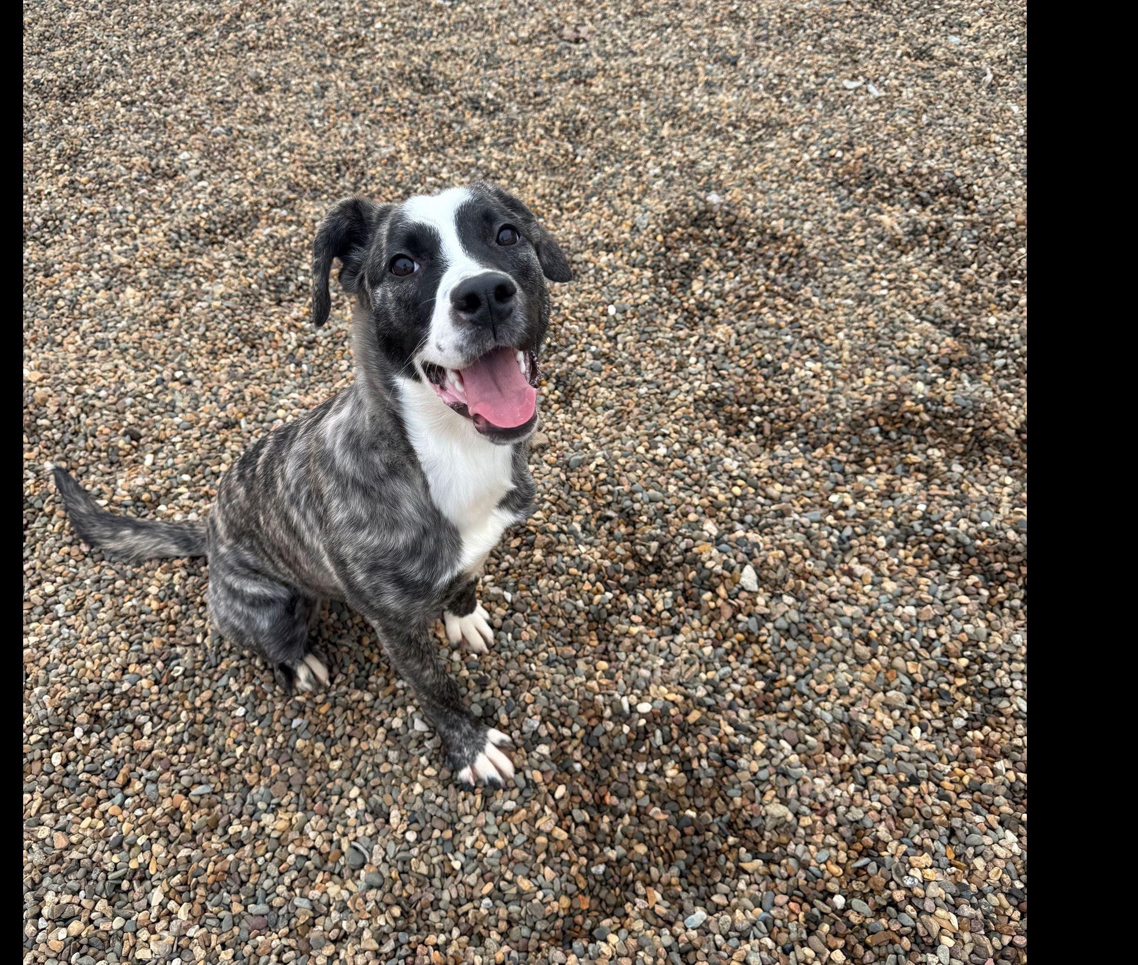 Enlarge Zebra Cake, a ADOPTABLE mixed breed in Iowa City, IA image 2/2