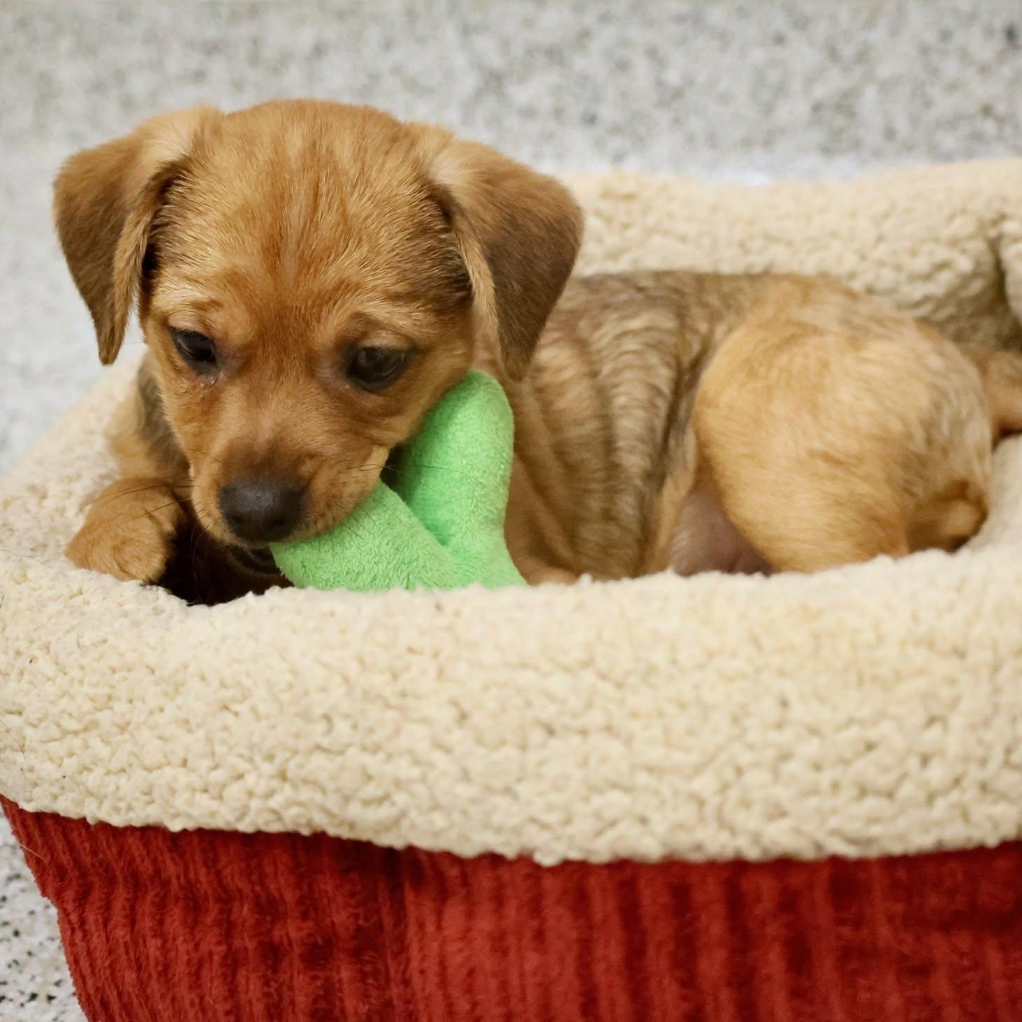 Bud, an adopted mixed breed in Palatine, IL image 3/6