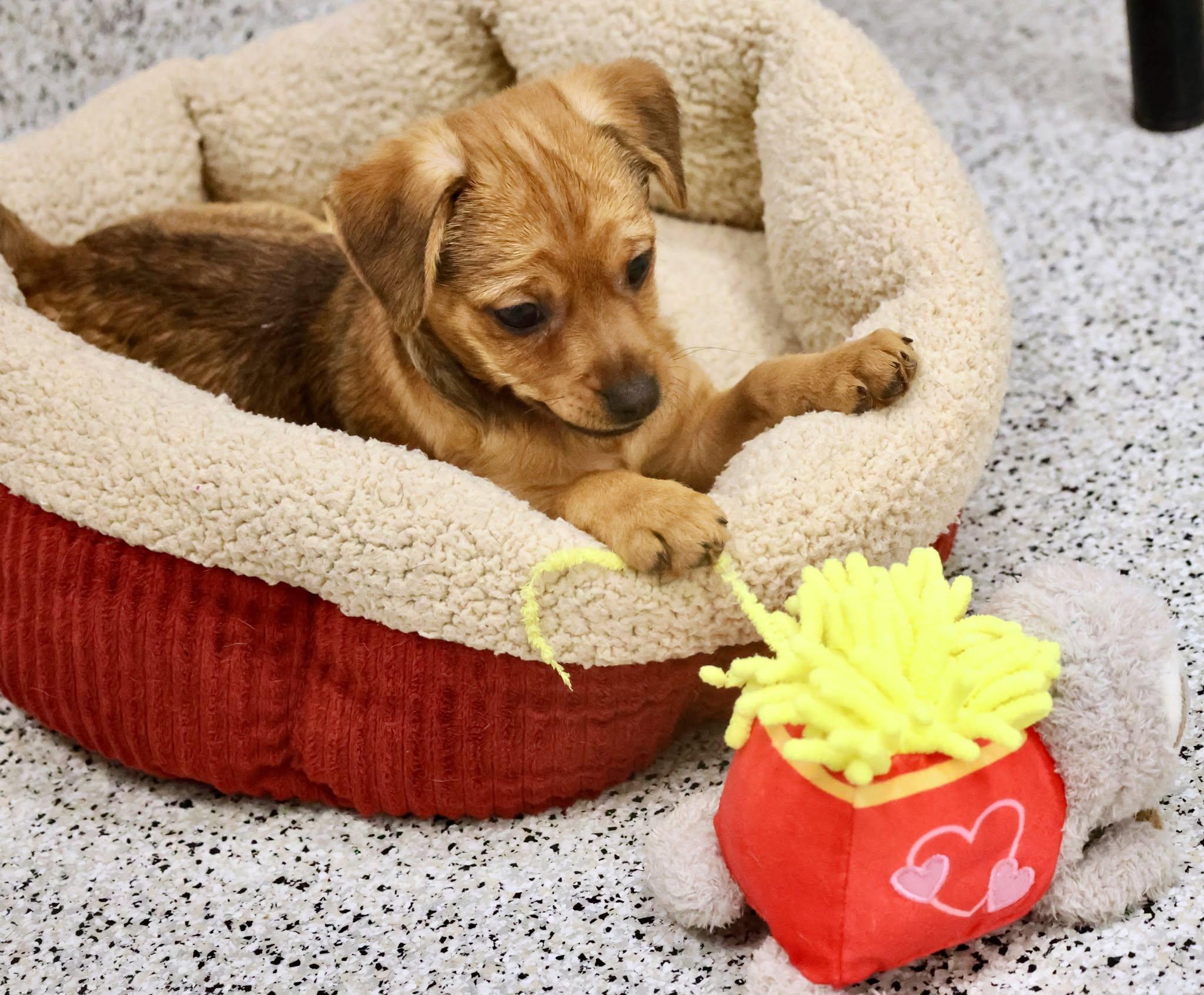 Bud, an adopted mixed breed in Palatine, IL image 6/6
