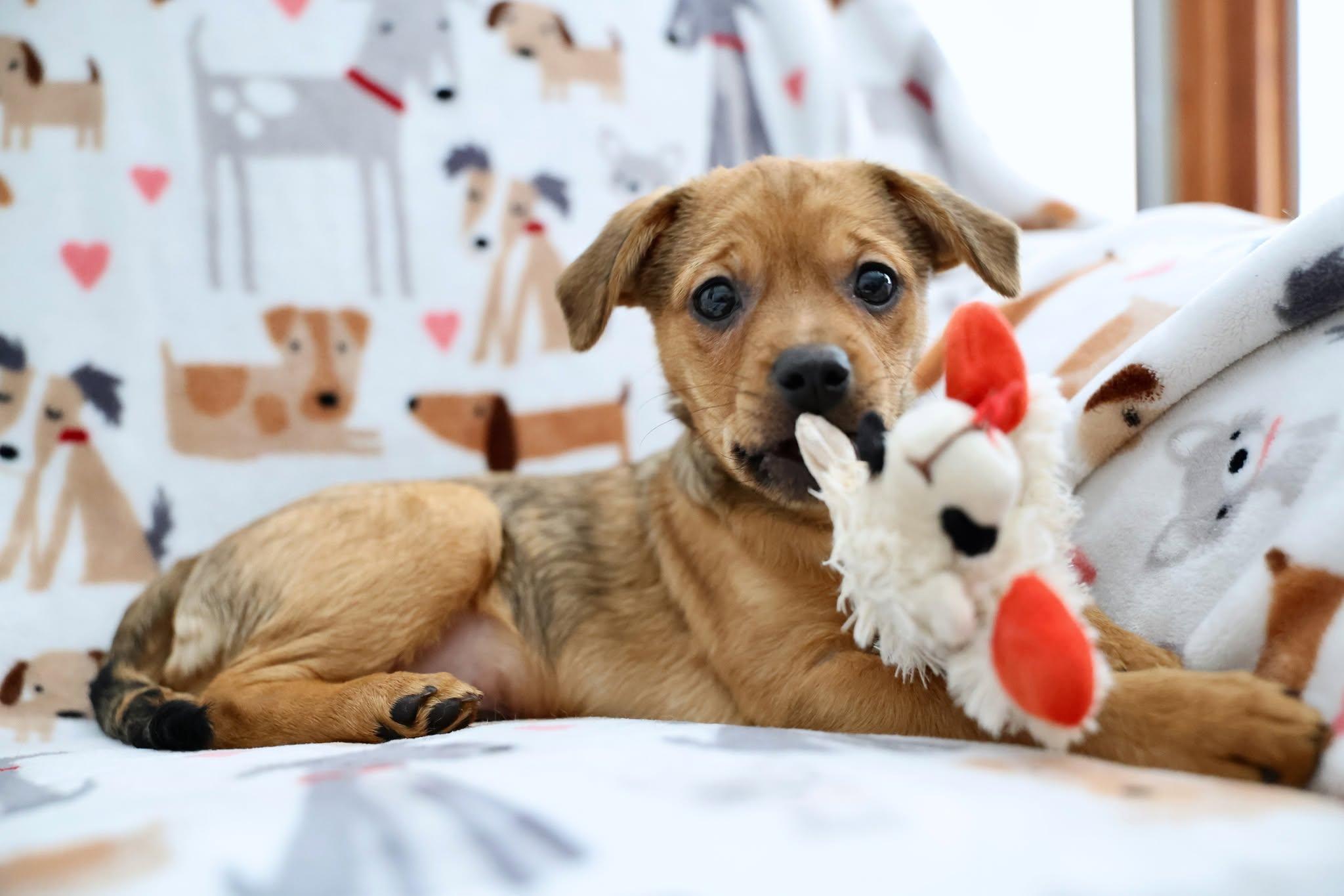 Bud, an adopted mixed breed in Palatine, IL image 4/6