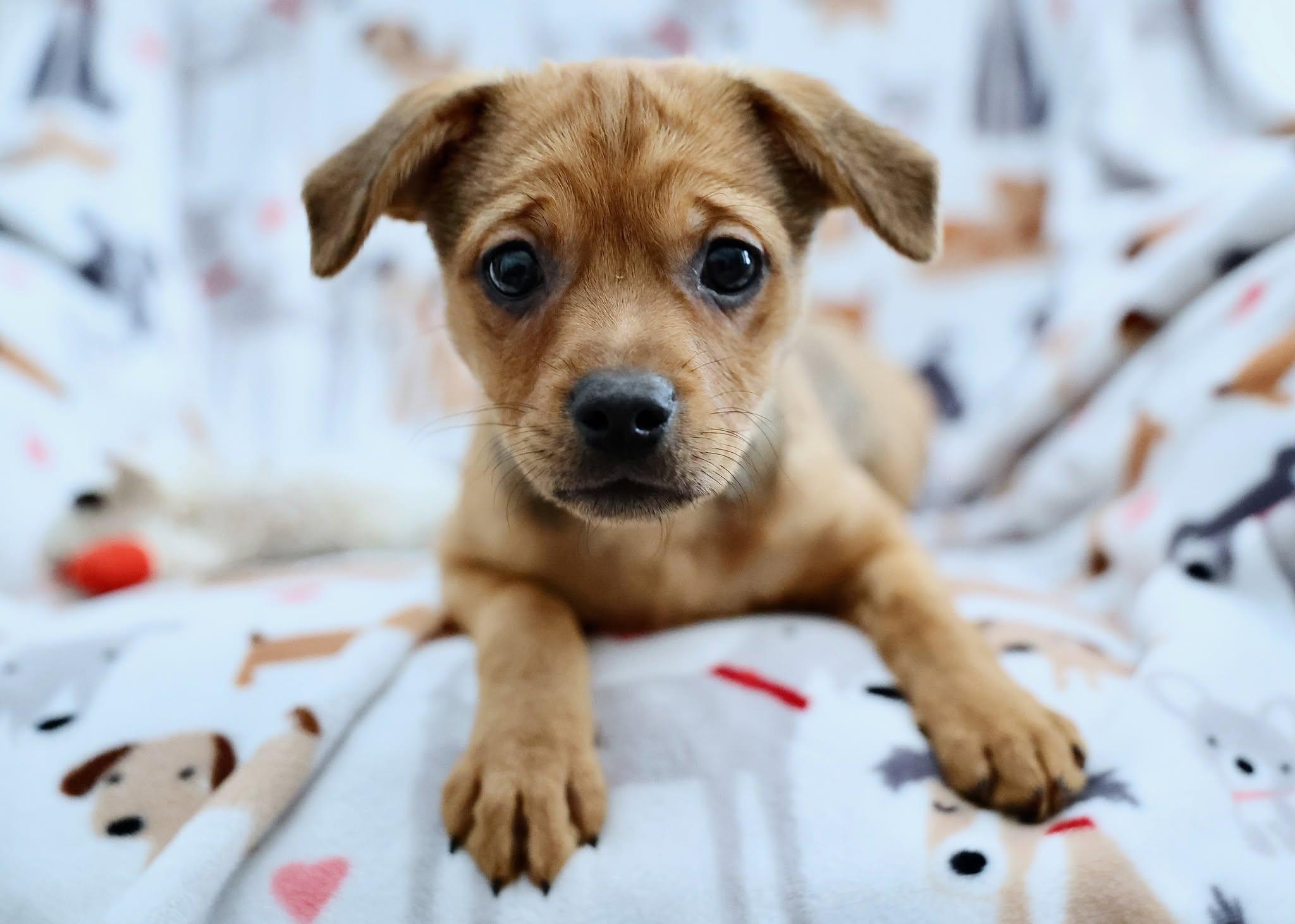 Bud, adopted, Puppy Male Chihuahua & Mixed Breed.