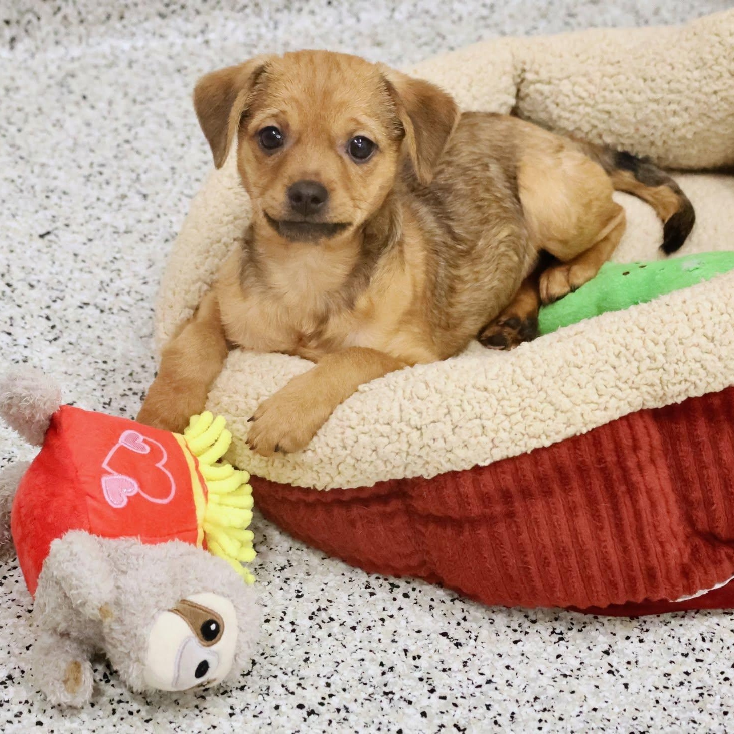 Bud, an adopted mixed breed in Palatine, IL image 5/6