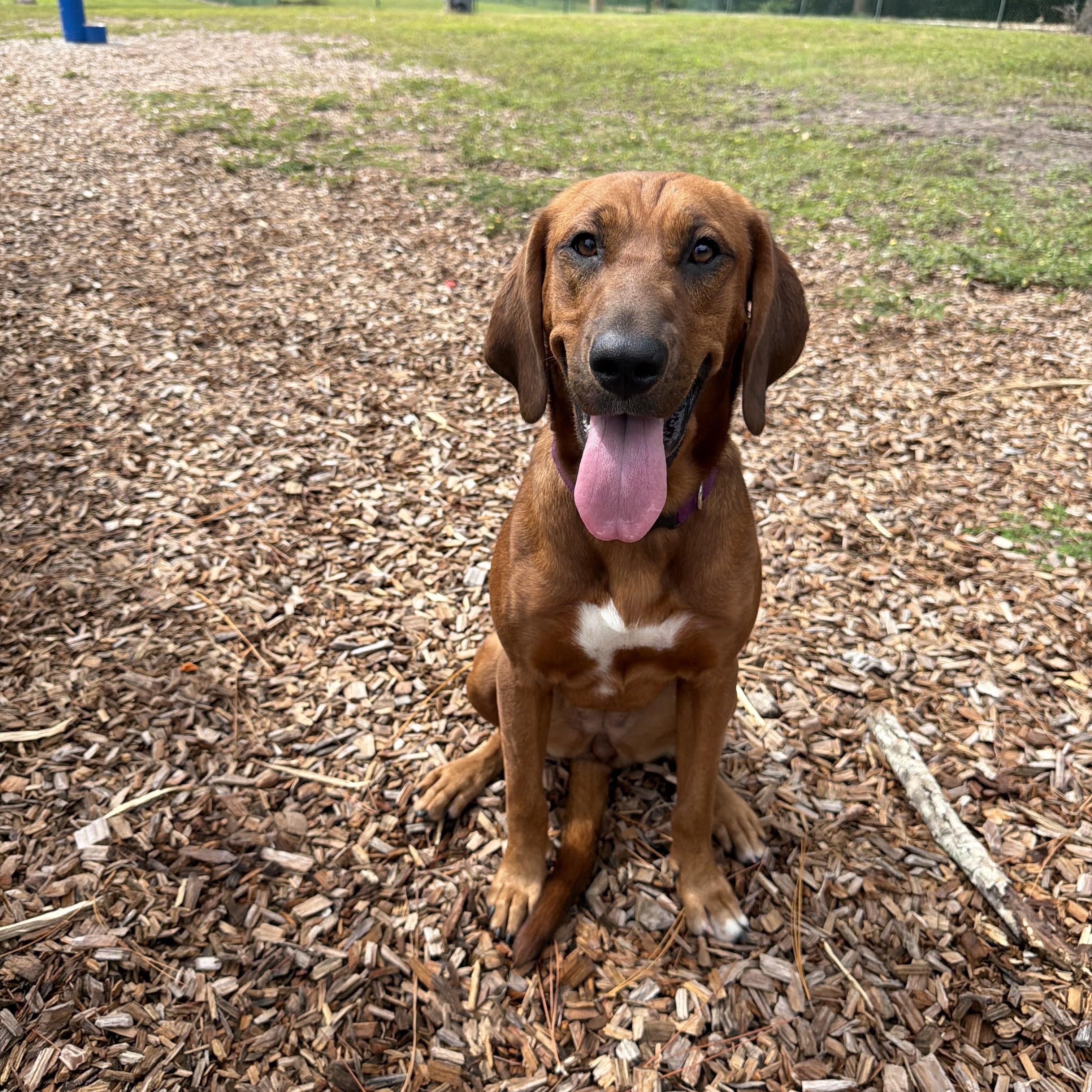 Enlarge Sunday, a Adopted mixed breed in N. St. Petersburg 33713, FL image 2/3