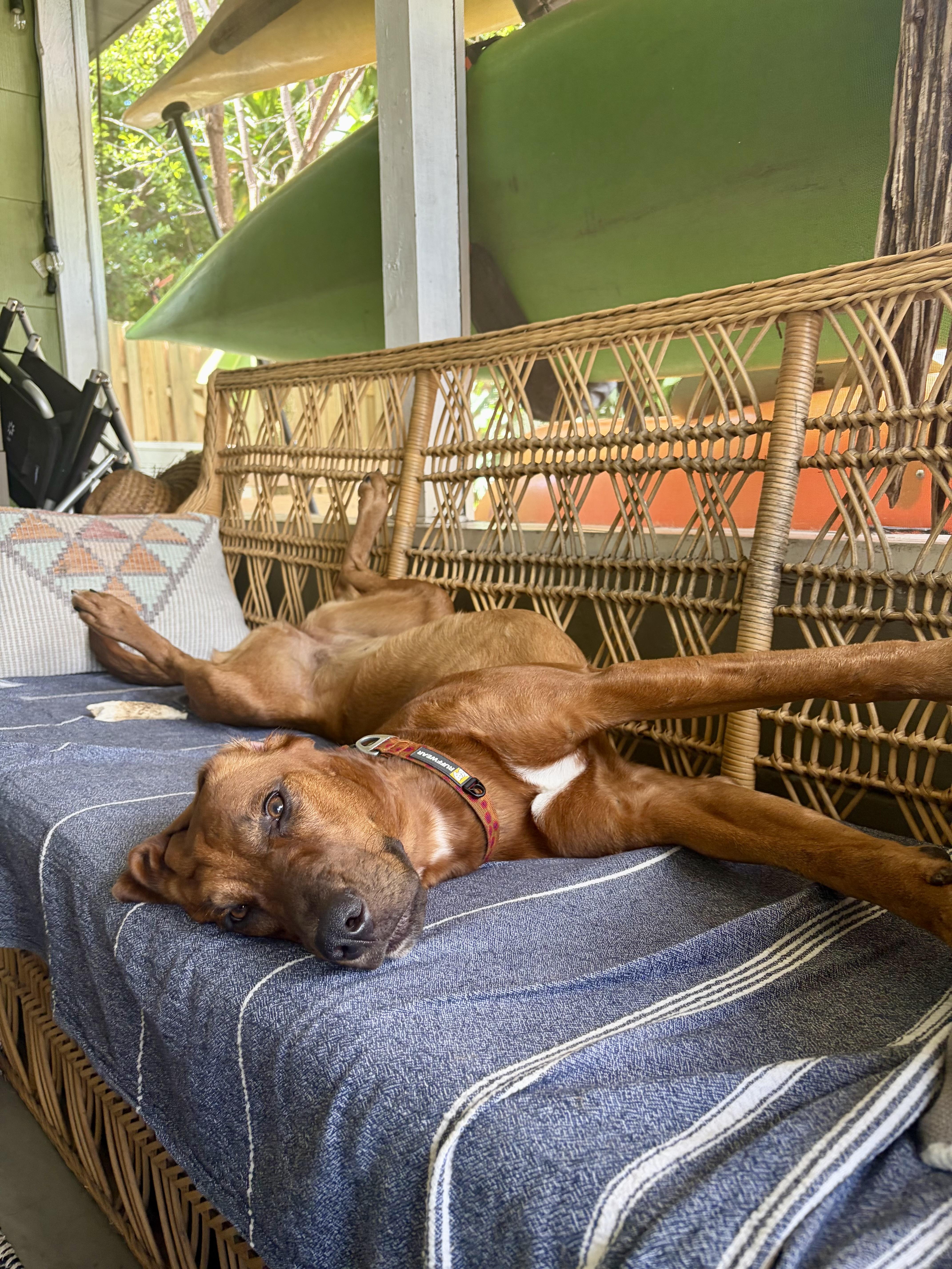 Sunday, Adopted, Young Female Coonhound.