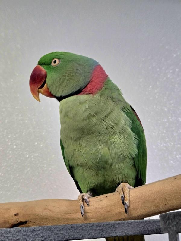 Quincy, Adoptable, Adult Male Ringneck / Psittacula.
