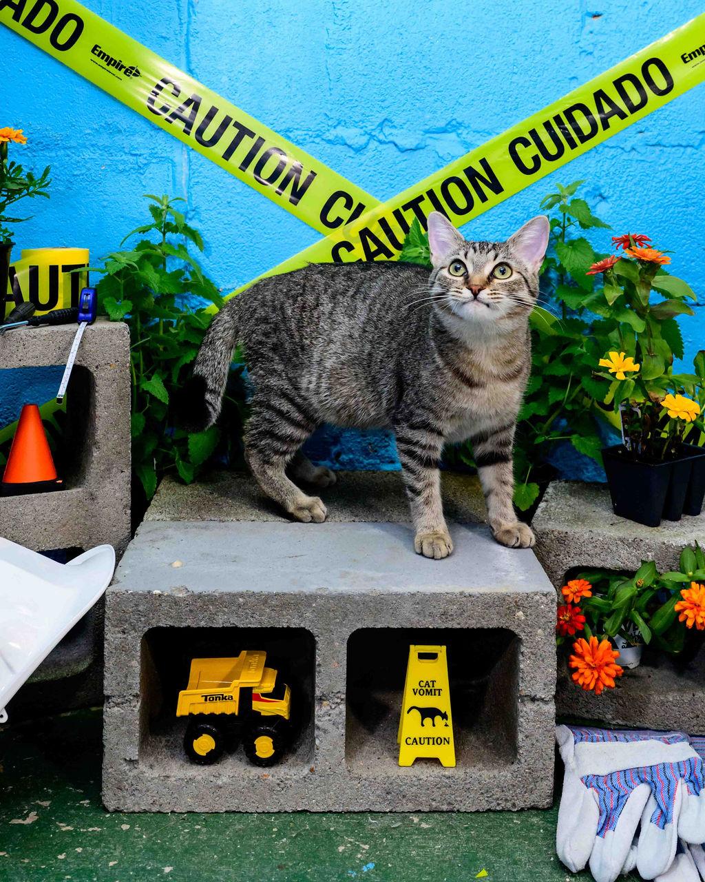 Betty, adoptable, Kitten Female Domestic Short Hair.