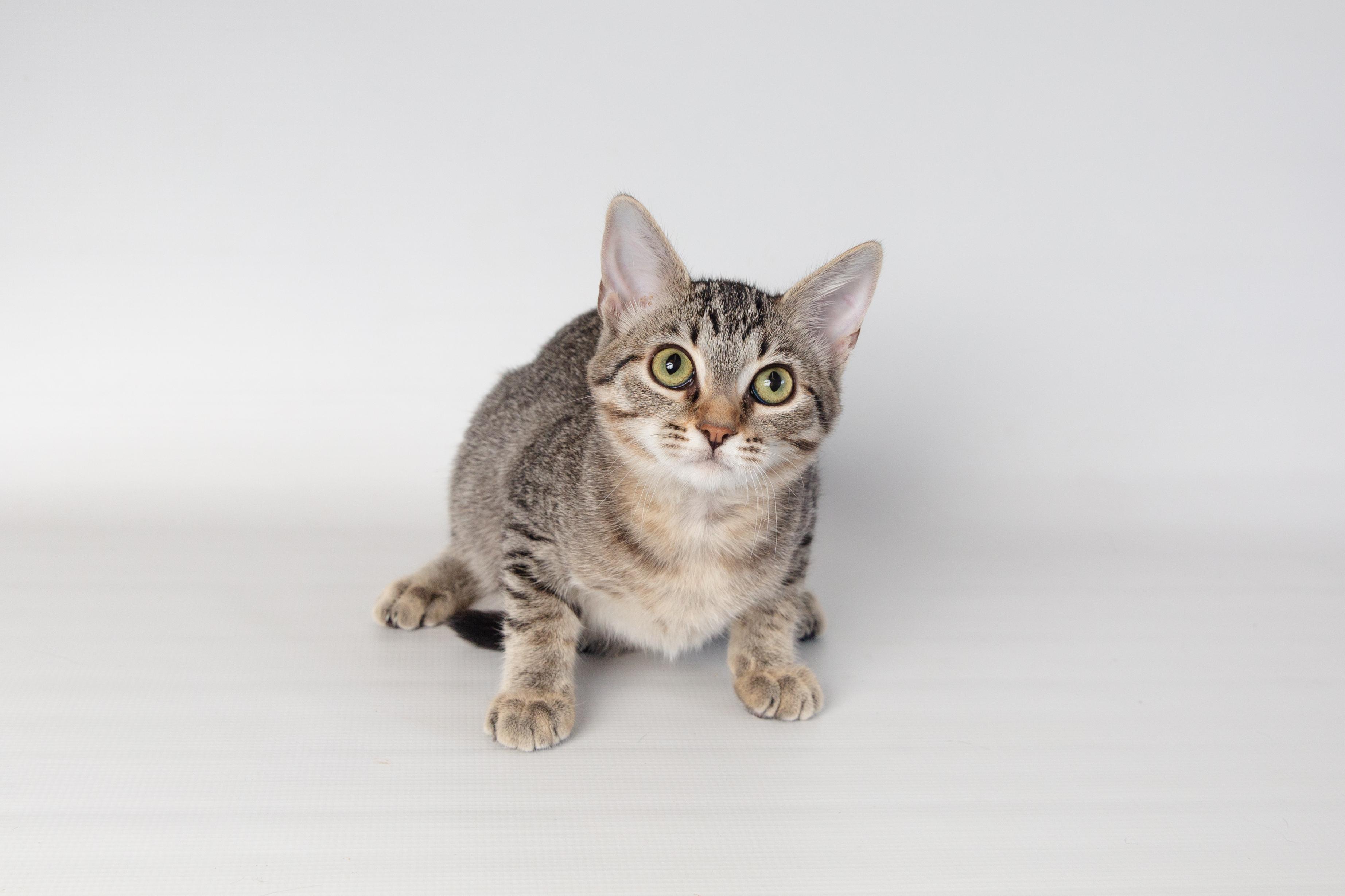 Enlarge Betty, an adoptable Domestic Short Hair in Jefferson, LA image 4/6