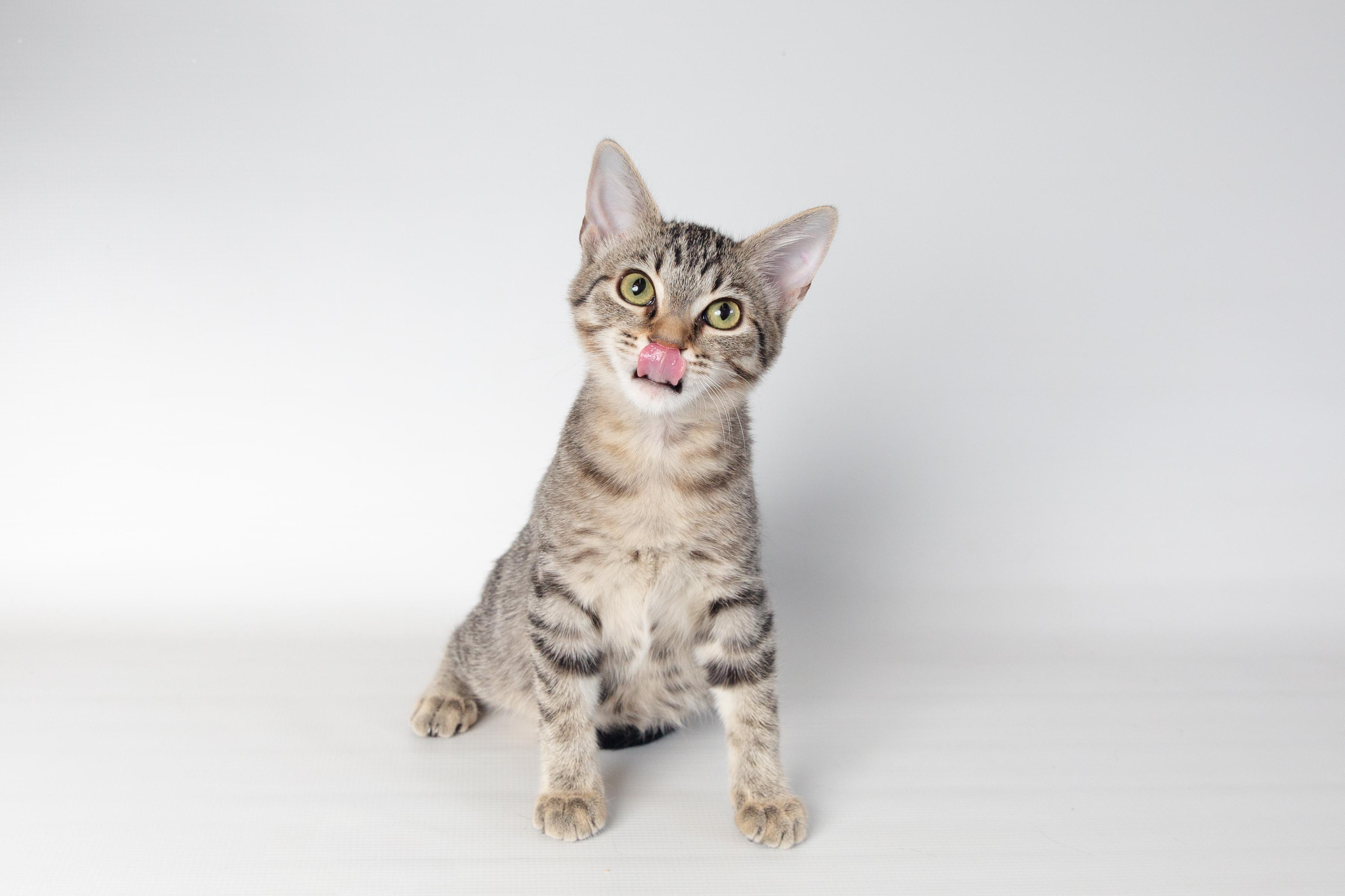 Enlarge Betty, an adoptable Domestic Short Hair in Jefferson, LA image 5/6