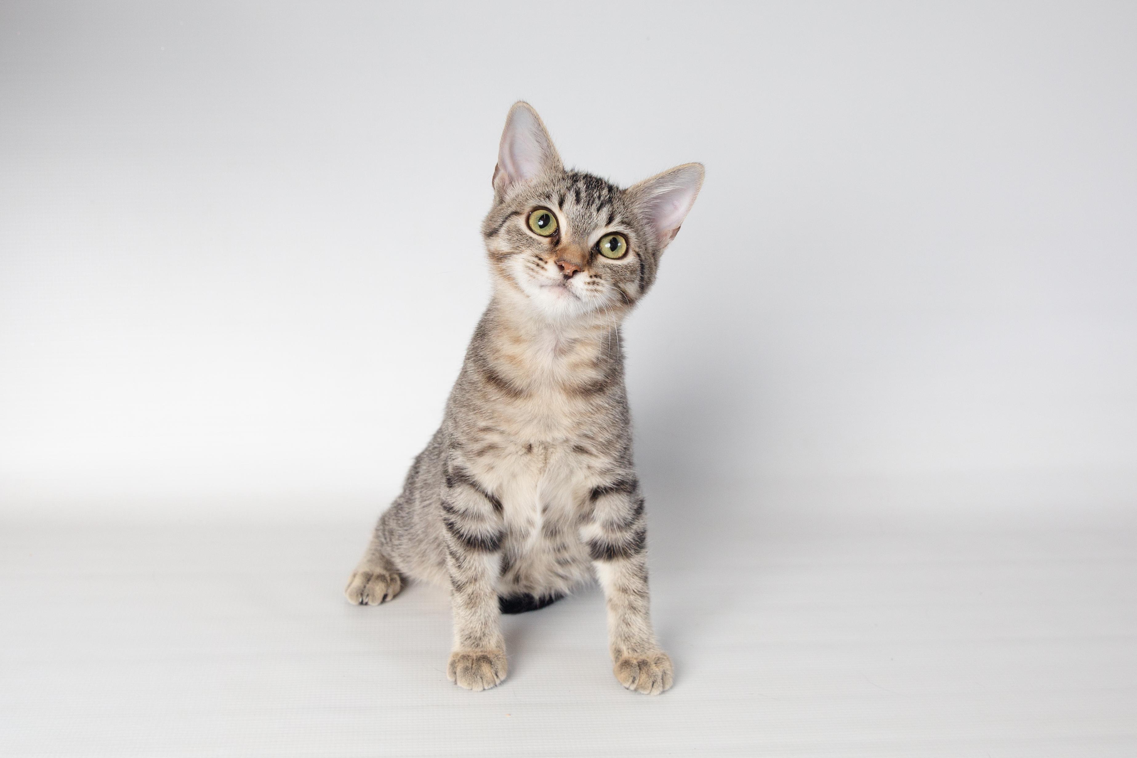 Enlarge Betty, an adoptable Domestic Short Hair in Jefferson, LA image 6/6