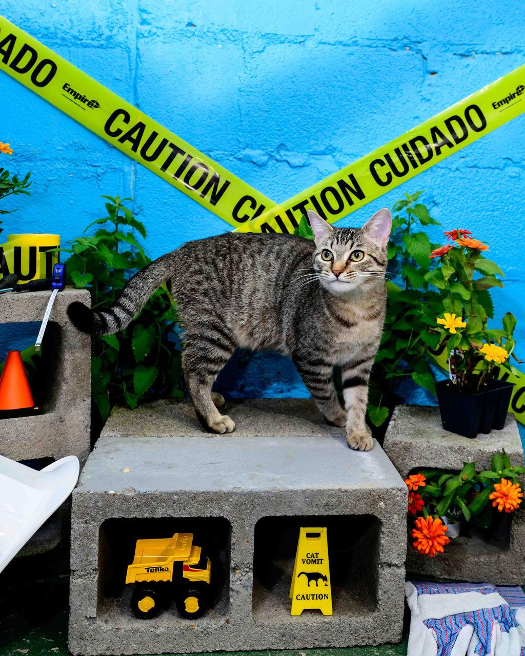 Enlarge Betty, an adoptable Domestic Short Hair in Jefferson, LA image 2/6