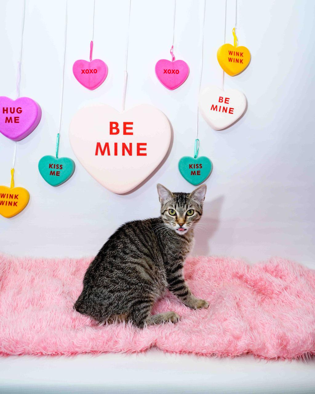 Enlarge Betty, an adoptable Domestic Short Hair in Jefferson, LA image 3/6
