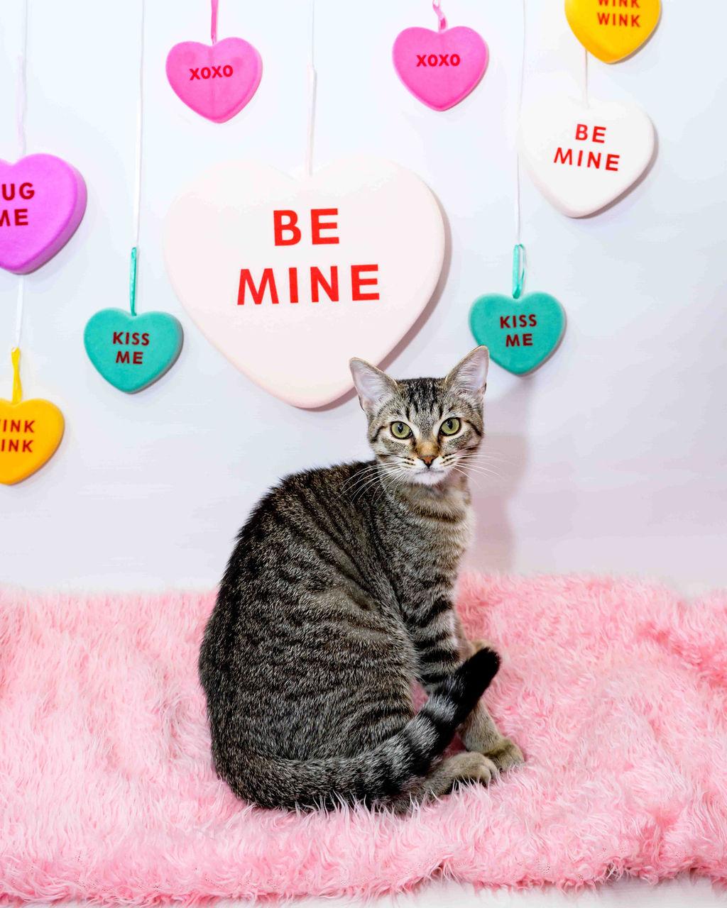 Enlarge Betty, an adoptable Domestic Short Hair in Jefferson, LA image 1/6