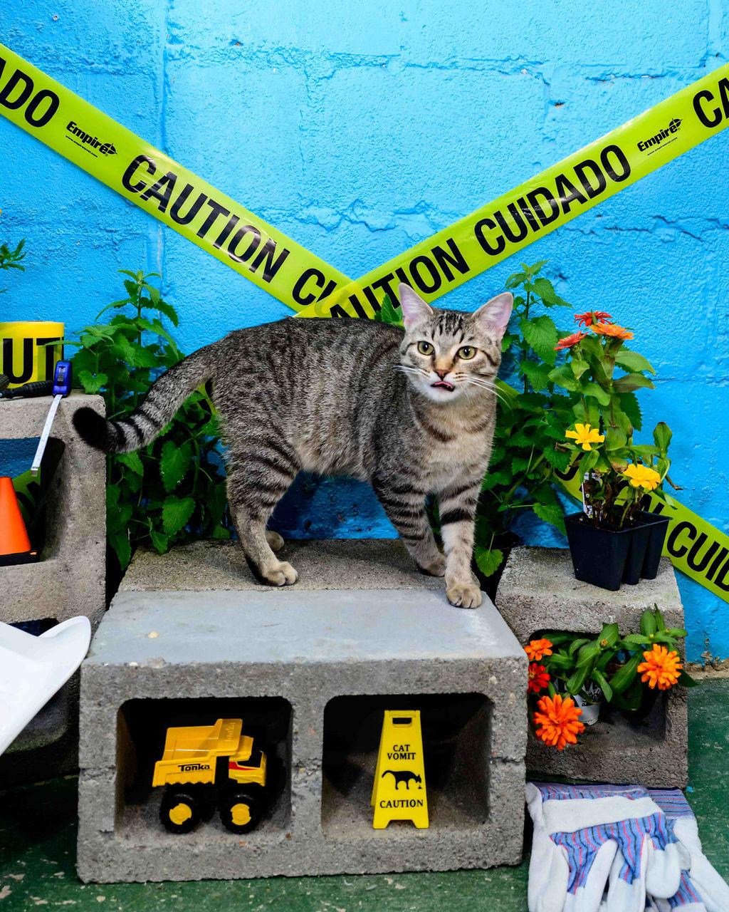 Enlarge Betty, an adoptable Domestic Short Hair in Jefferson, LA image 3/6