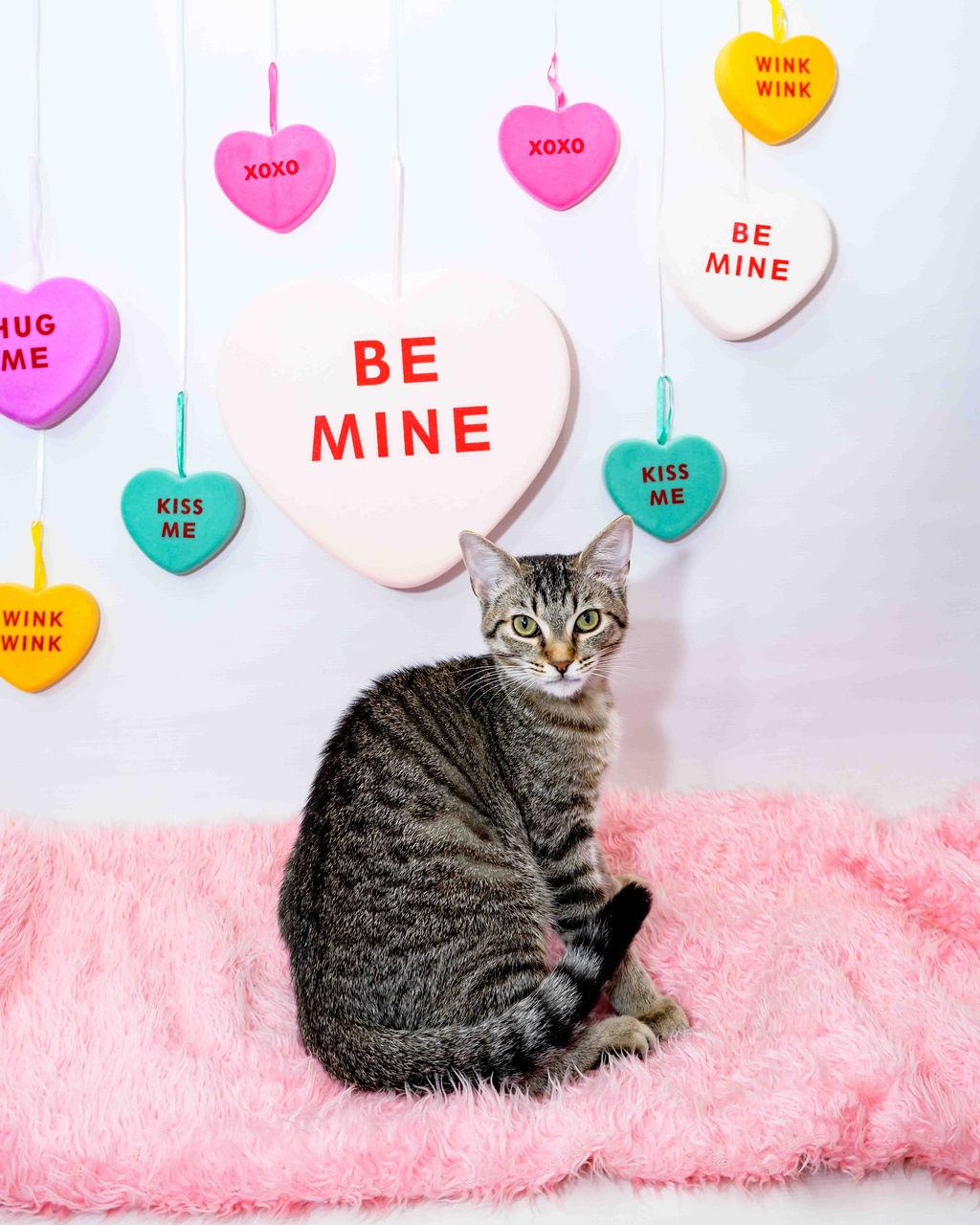 Enlarge Betty, an adoptable Domestic Short Hair in Jefferson, LA image 2/6