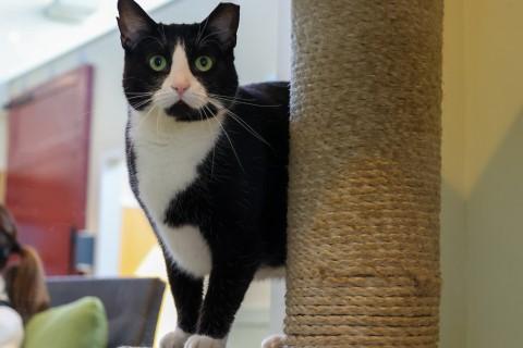 Trixie, ADOPTABLE, Adult Female Domestic Short Hair.