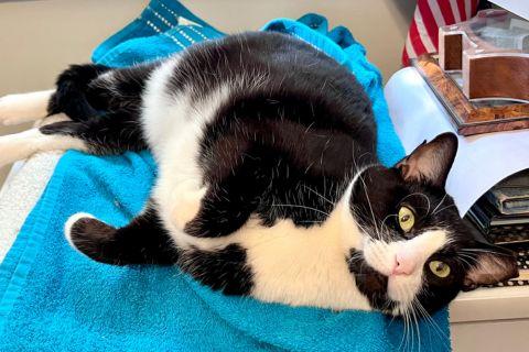 Enlarge Trixie, a ADOPTABLE Domestic Short Hair in Chicago, IL image 2/6